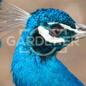 Peacock Close-Up  Blue , Wildlife Photography – ASI0001