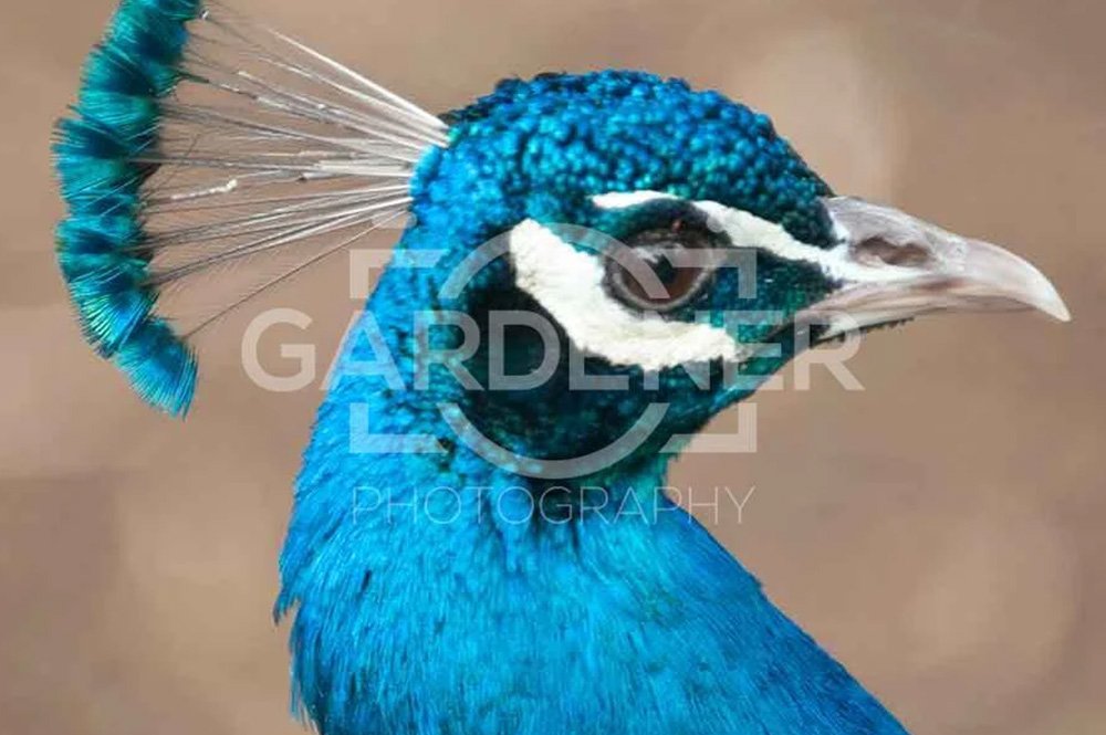 Peacock Close-Up  Blue , Wildlife Photography – ASI0001