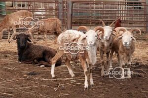 Curious-Farm-Goats-in-Rural-Livestock-Enclosure-ASI0004