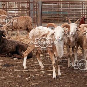 Curious-Farm-Goats-in-Rural-Livestock-Enclosure-ASI0004