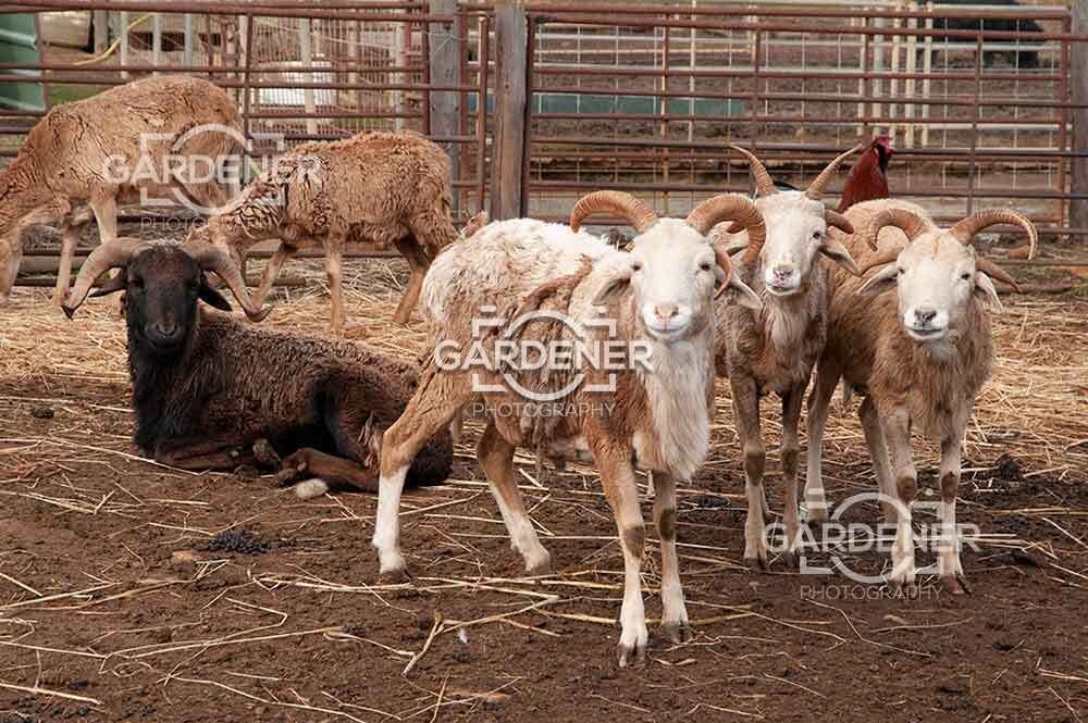 Curious-Farm-Goats-in-Rural-Livestock-Enclosure-ASI0004
