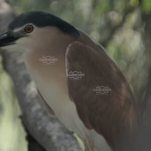 Brown Night Heron Wildlife Photo