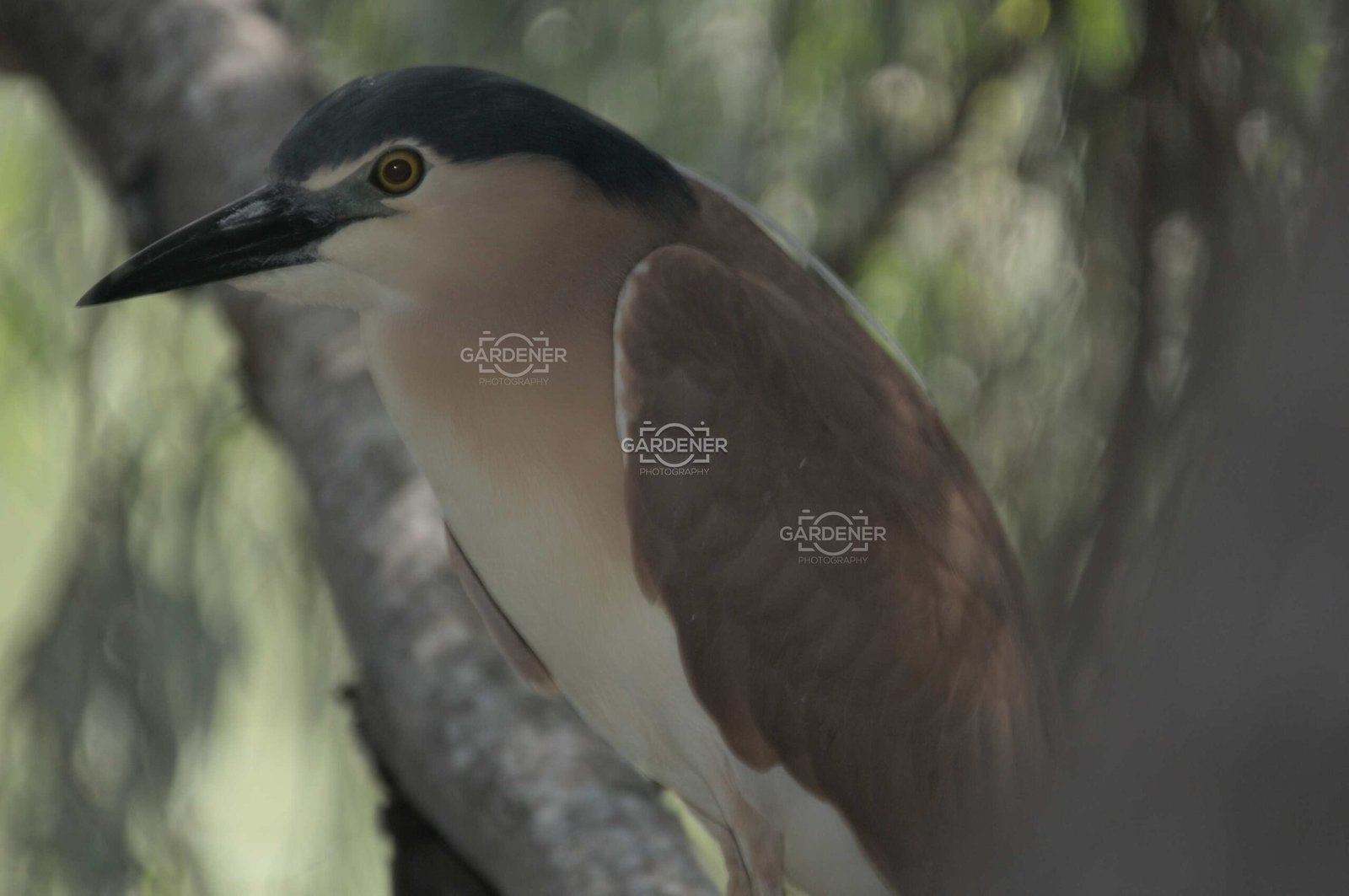 Brown Night Heron Wildlife Photo