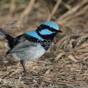 Blue & Black Bird – Ground Pose