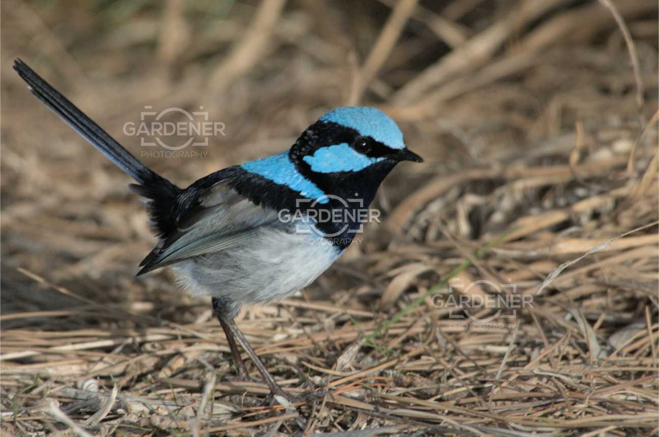 Blue & Black Bird – Ground Pose
